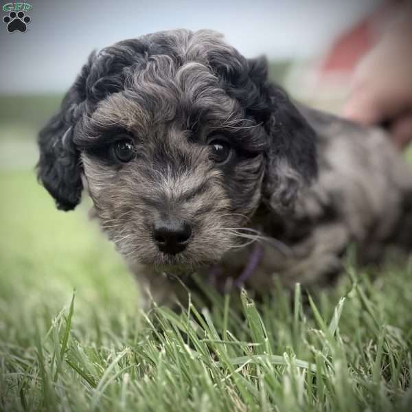 Rayne, Mini Goldendoodle Puppy